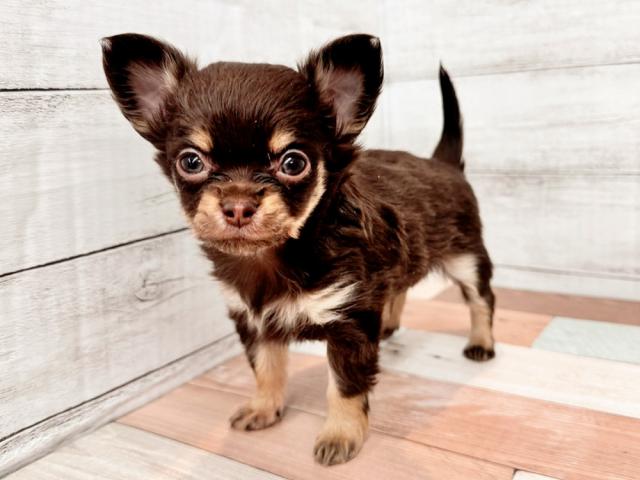 チワワ(ロングコート)