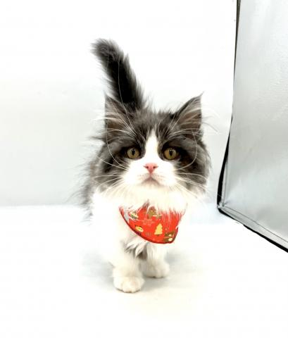 スコティッシュフォールド