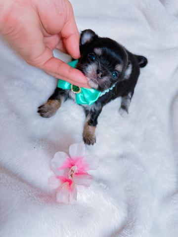 チワワ(ロングコート)