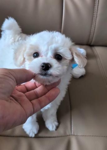 トイプードルホワイト＆クリームパーティー