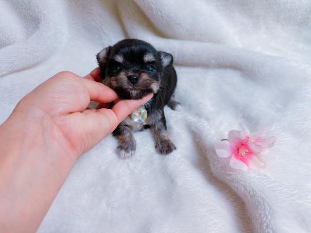 チワワ(ロングコート)