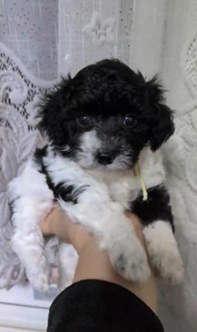 トイプードルホワイト＆ブラックパーティー
