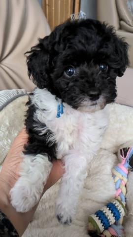 トイプードルホワイト＆ブラックパーティー