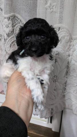 トイプードルホワイト&ブラックパーティー