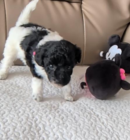 トイプードルホワイト&ブラック?シルバー?パーティー