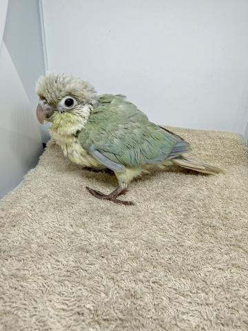 ウロコインコ・ミント・バイオレット