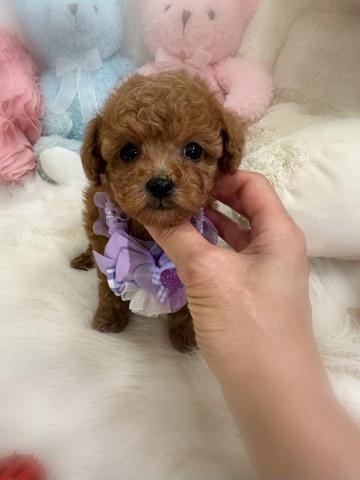 トイプードルタイニープードル