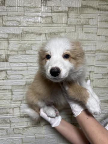 ボーダーコリー0099