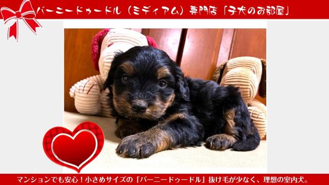 MIXバーニードゥードル（マンションでも安心！小さめサイズ）