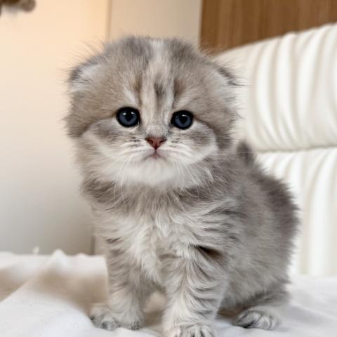 スコティッシュフォールド