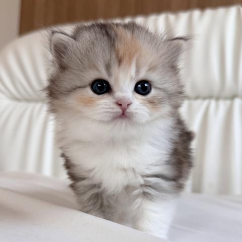 スコティッシュフォールド