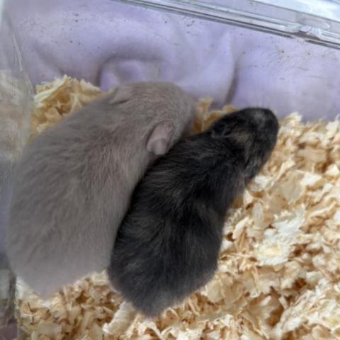 ハムスター シリアンハムスター