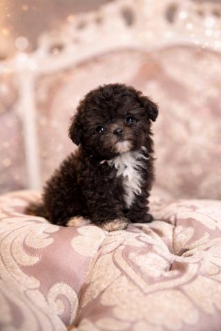 トイプードルティーカッププードル