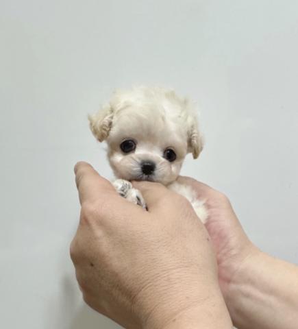 MIX❤️めっちゃ可愛いベビーです❤️