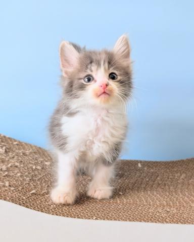 ノルウェージャンフォレストキャット