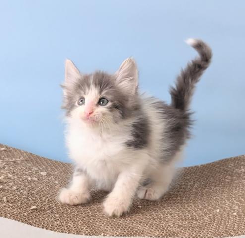 ノルウェージャンフォレストキャット