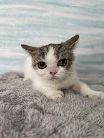 スコティッシュフォールド