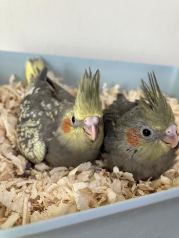 オカメインコシナモンパール