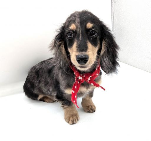 ミニチュアダックスフンド