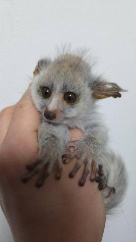 オオガラゴ（サル）