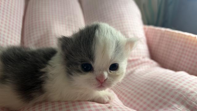 ミヌエット（旧ナポレオン）