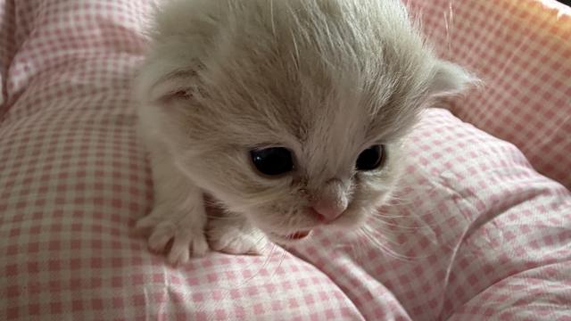 クリーム＆ホワイト