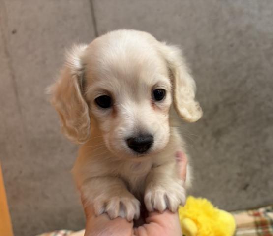 ミニチュアダックスフンド