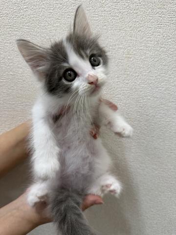 ノルウェージャンフォレストキャット