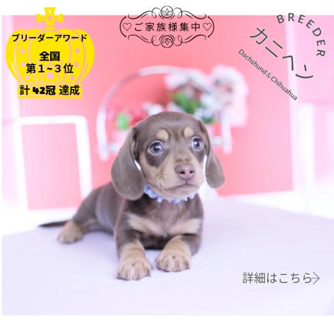 カニヘンダックスフンド スムース