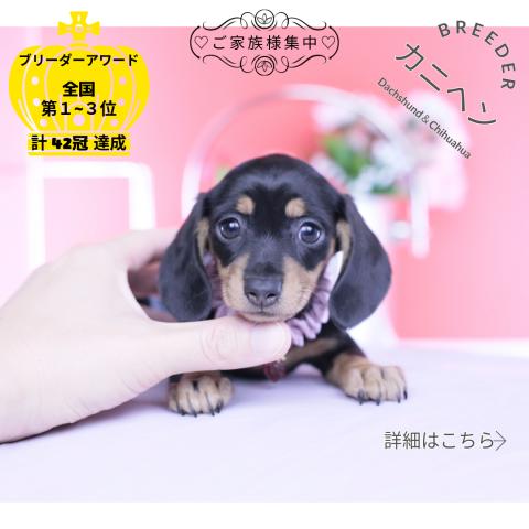 カニヘンダックスフンド スムース