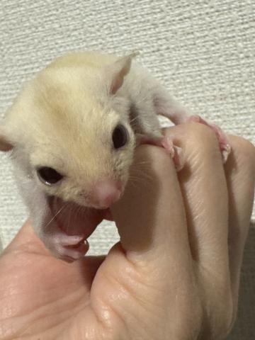 クリミノhetリューシ