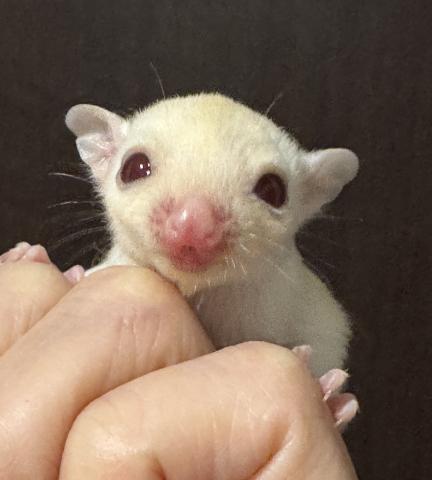 クリミノモザイクhetリューシ