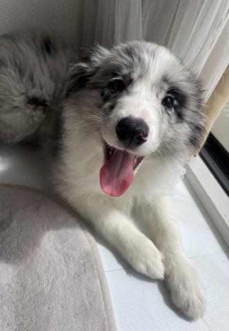 ボーダーコリー