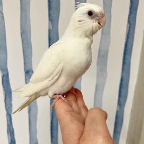 オカメインコ 　🤍アルビノ