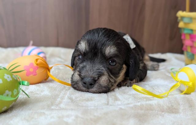 ダンディーディンモントテリア