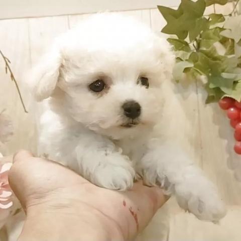 ビションフリーゼ