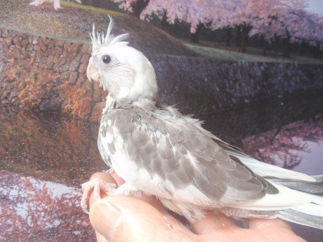 オカメインコ　ホワイトフェイス　パイド　(^_-)-☆