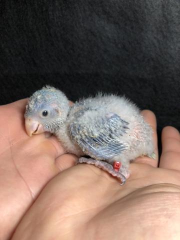 オキナインコ（ブルー）