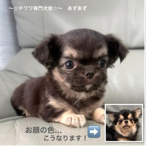 チワワ(ロングコート)