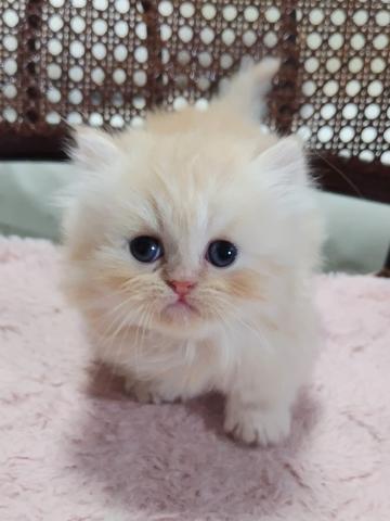 ミヌエット（旧ナポレオン）