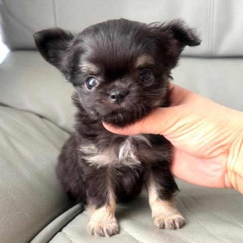 チワワ(ロングコート)