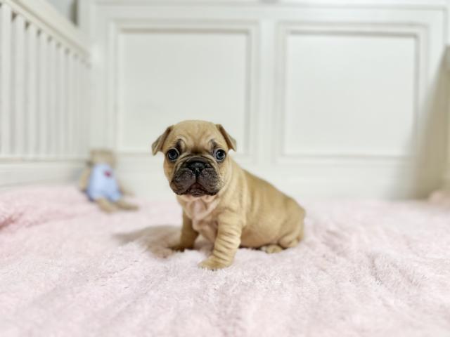 フレンチブルドッグ