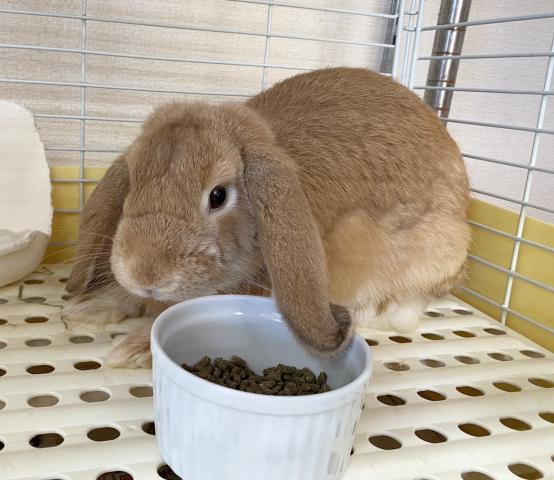 ホーランドロップイヤー