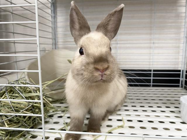 ネザーランドドワーフ