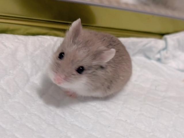 ロボロフスキー