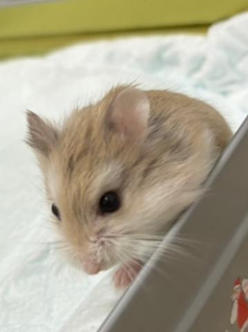 ロボロフスキー