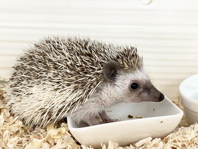 ヨツユビハリネズミ