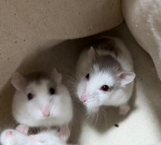 ロボロフスキー