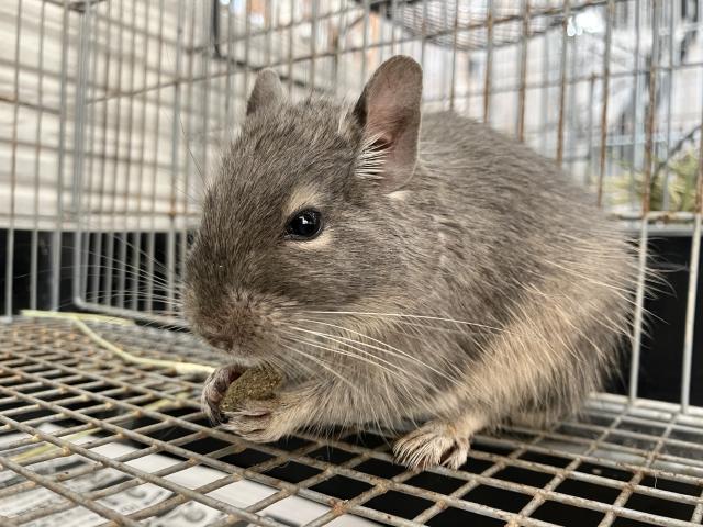 デグーマウス