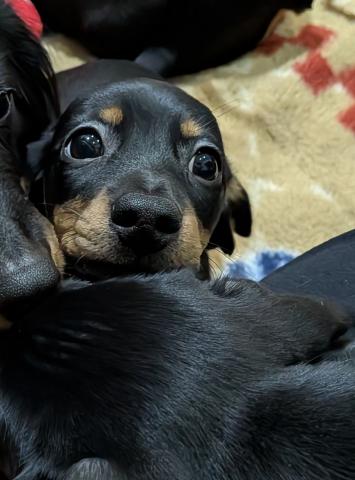 カニンヘンダックスフンド